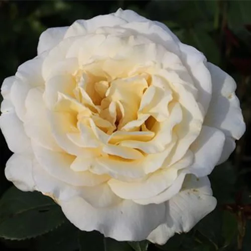 Edelrose 'Anastasia'® ADR