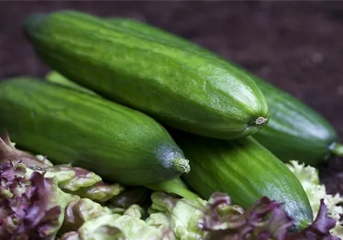 Gurken aus dem eigenen Garten