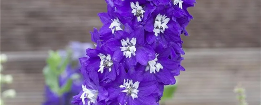 Delphinium pacific (GS441992.jpg)