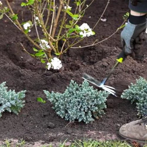 Blauer Zwergwacholder - Einpflanzen im Garten