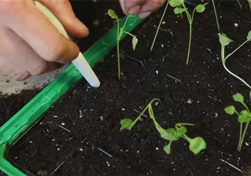 Brokkoli (Brassica oleracea) - Pikieren