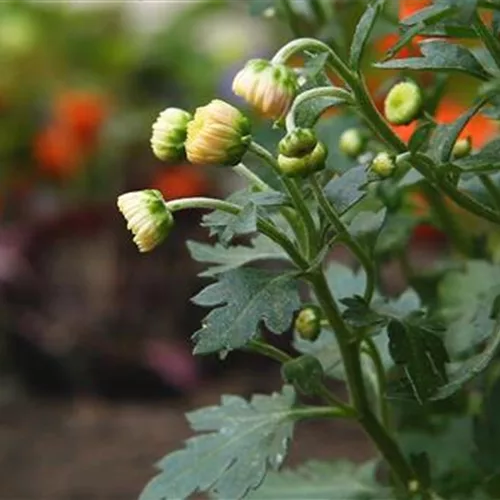 Chrysanthemen pflanzen