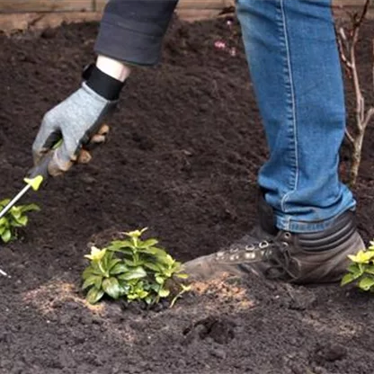 Dickmännchen pflanzen - Pachysandra Bodendecker für den Schatten