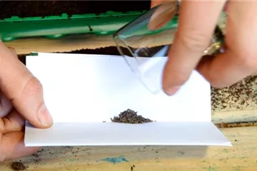 1. Eisbergsalat - Aussäen von Samen 1. Eisbergsalat - Aussäen von Samen