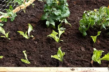 3. Eisbergsalat - Pflanzen ins Hochbeet 3. Eisbergsalat - Pflanzen ins Hochbeet