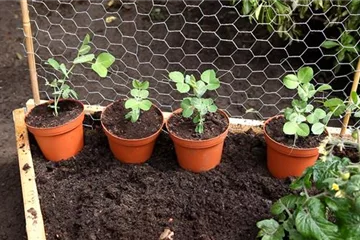 Erbsen - Einpflanzen ins Hochbeet Erbsen - Einpflanzen ins Hochbeet