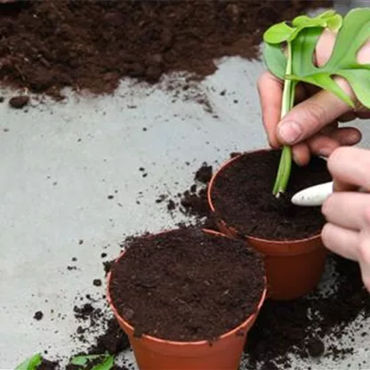 Fensterblatt (Monstera) - Vermehren durch Stecklinge