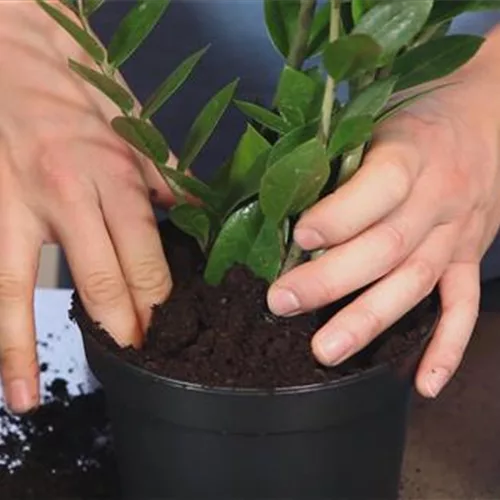 Glücksfeder (Zamia) Einpflanzen in ein Gefäß