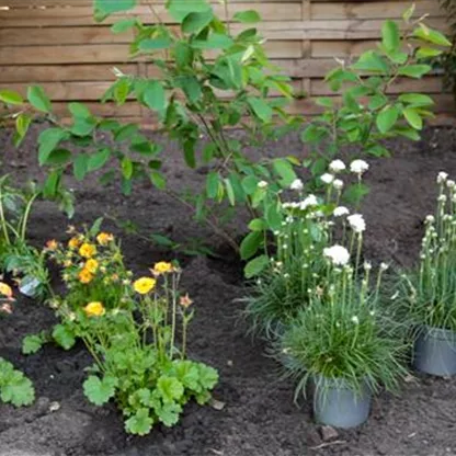 Pflegeleichte Grasnelke - Einpflanzen im Garten