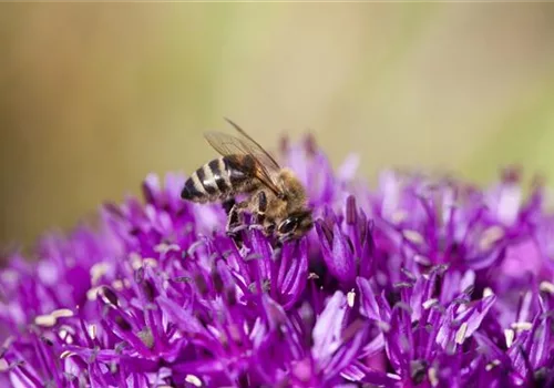 Bienenfreundliche Sommerblumen erfreuen jeden