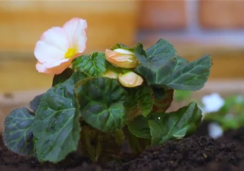 Knollenbegonie - Einpflanzen im Garten