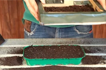 Kopfsalat - Aussäen von Samen Kopfsalat - Aussäen von Samen