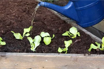 Kopfsalat - Einpflanzen im Hochbeet Kopfsalat - Einpflanzen im Hochbeet