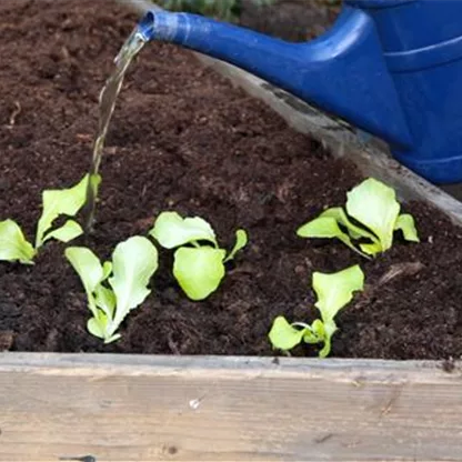 Kopfsalat - Einpflanzen im Hochbeet