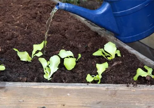 Kopfsalat - Einpflanzen im Hochbeet