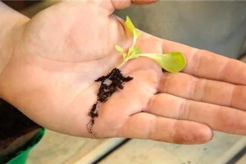 Kopfsalat - Pikieren Kopfsalat - Pikieren