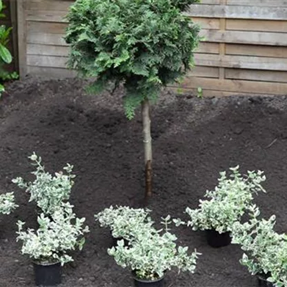 Kriechspindel - Einpflanzen im Garten