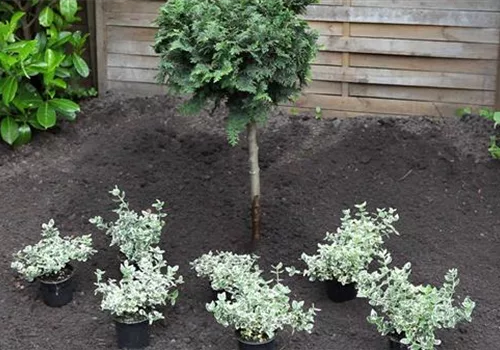 Kriechspindel - Einpflanzen im Garten