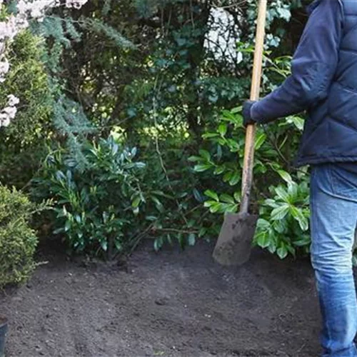 Kurilenkirsche - Zwergkirsche, Einpflanzen im Garten