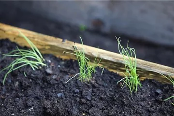 Lauchzwiebel - Einpflanzen im Hochbeet Lauchzwiebel - Einpflanzen im Hochbeet