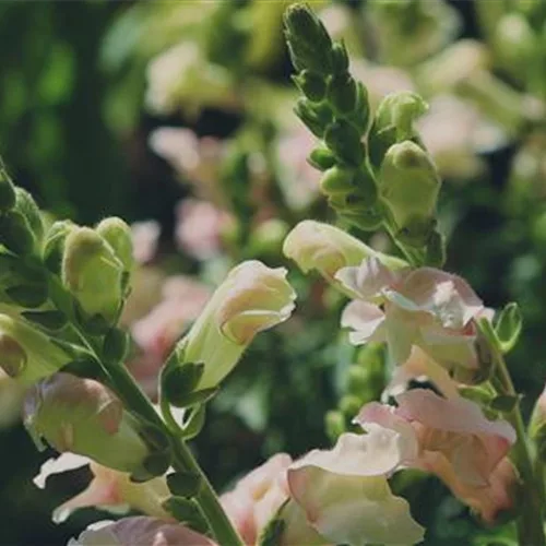 Löwenmaul - 3. Schritt: Einpflanzen im Garten