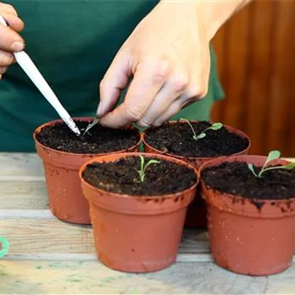 Mohn-Pflanzen Pikieren