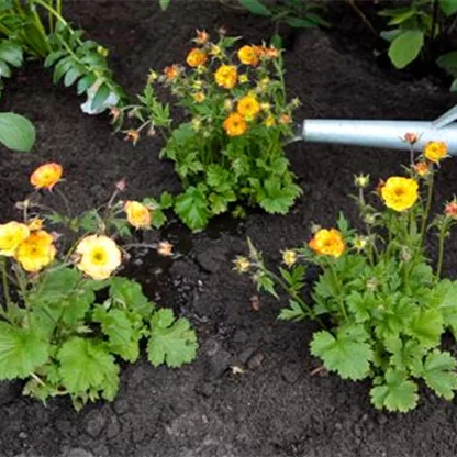 Nelkenwurz (Geum) - Einpflanzen im Garten