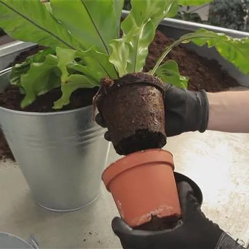 Nestfarn (Asplenium nidus) - Einpflanzen in ein Gefäß