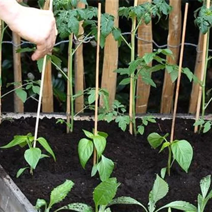 3. Schritt: Paprika - Einpflanzen im Hochbeet