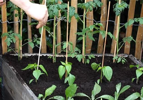 3. Schritt: Paprika - Einpflanzen im Hochbeet