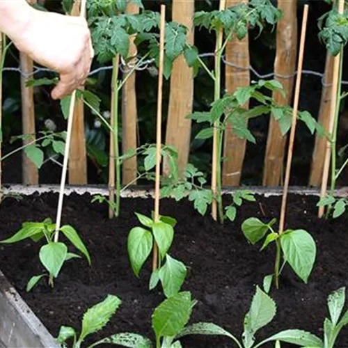 3. Schritt: Paprika - Einpflanzen im Hochbeet