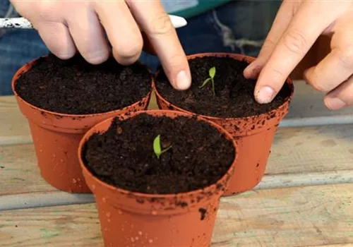 2. Schritt auf dem Weg zur Ernte: Paprika - Pikieren