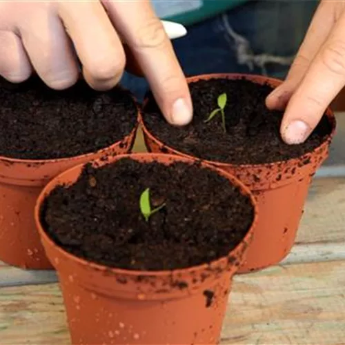 2. Schritt auf dem Weg zur Ernte: Paprika - Pikieren