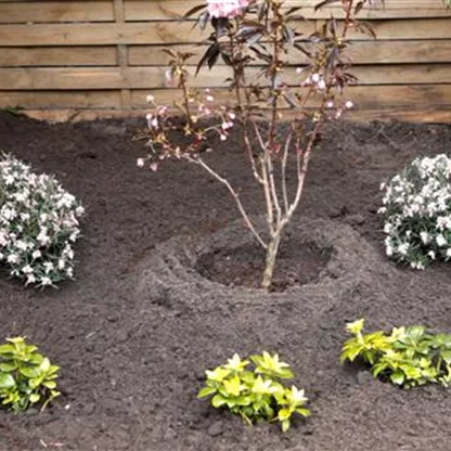 Rosmarinheide - Einpflanzen im Garten