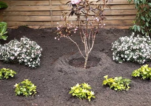 Rosmarinheide - Einpflanzen im Garten