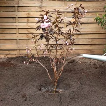 Rotblättrige Nelkenkirsche - Einpflanzen im Garten