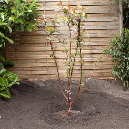 Rotblättriger Zierpfirsich - Einpflanzen im Garten