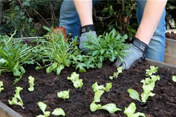 Rucola - Einpflanzen im Hochbeet Rucola - Einpflanzen im Hochbeet