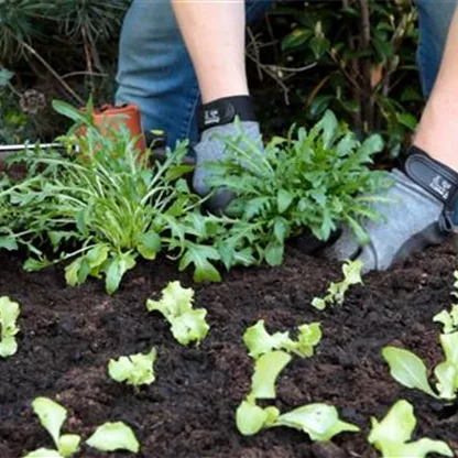 Rucola - Einpflanzen im Hochbeet