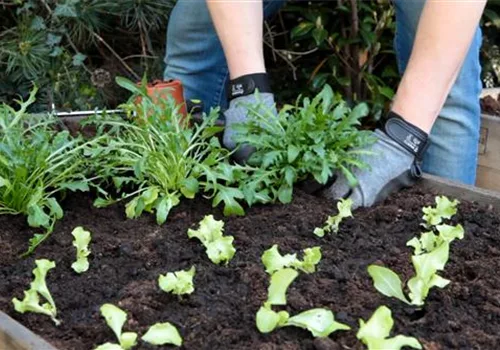 Rucola - Einpflanzen im Hochbeet