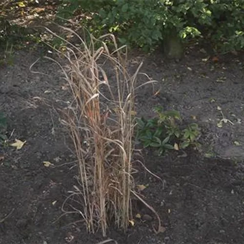 Rutenhirse - Zurückschneiden im Frühling