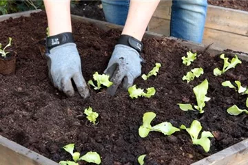 Schnittsalat - Pflücksalat - Einpflanzen im Hochbeet Schnittsalat - Pflücksalat - Einpflanzen im Hochbeet