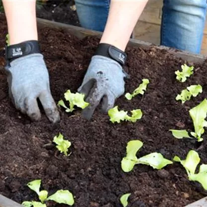 Schnittsalat - Pflücksalat - Einpflanzen im Hochbeet