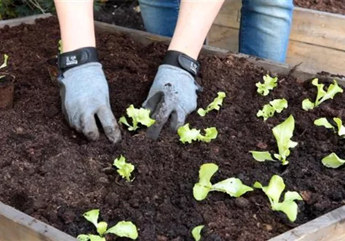 Schnittsalat - Pflücksalat - Einpflanzen im Hochbeet