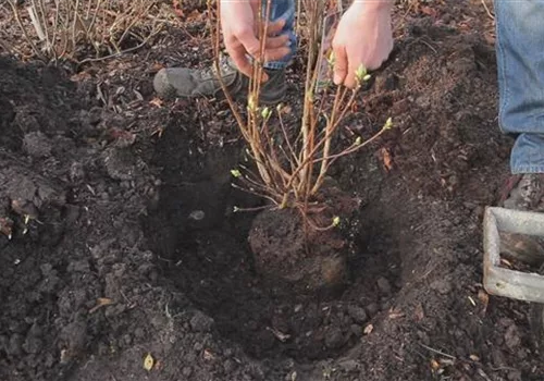 Sommergrüne Gartenazalee - Einpflanzen im Garten