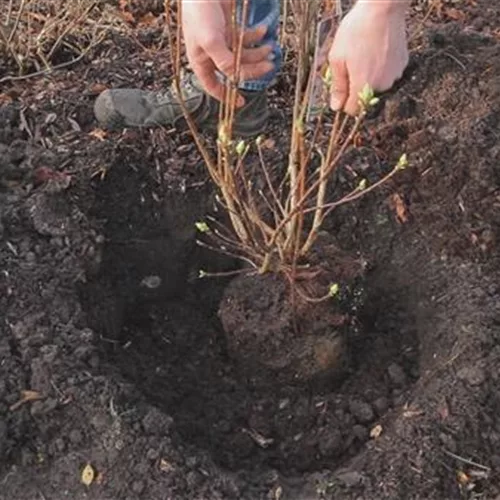 Sommergrüne Gartenazalee - Einpflanzen im Garten