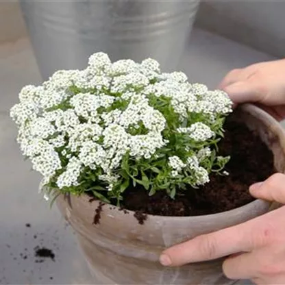 Steinkraut (Lobularia) - Einpflanzen in ein Gefäß