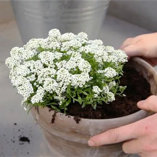 Steinkraut (Lobularia) - Einpflanzen in ein Gefäß