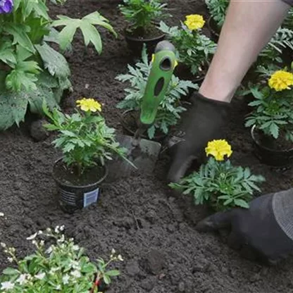 Studentenblume - Einpflanzen im Garten