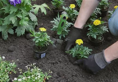 Studentenblume - Einpflanzen im Garten